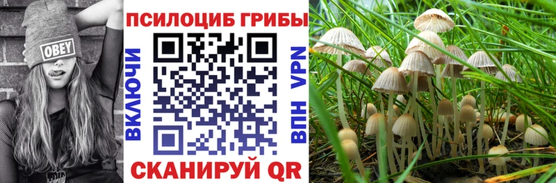 Псилоцибиновые грибы Psilocybine cubensis  Кузнецк 
